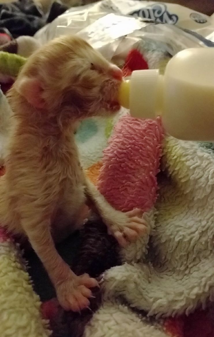 Weighing a squirmy kitten is - National Kitten Coalition