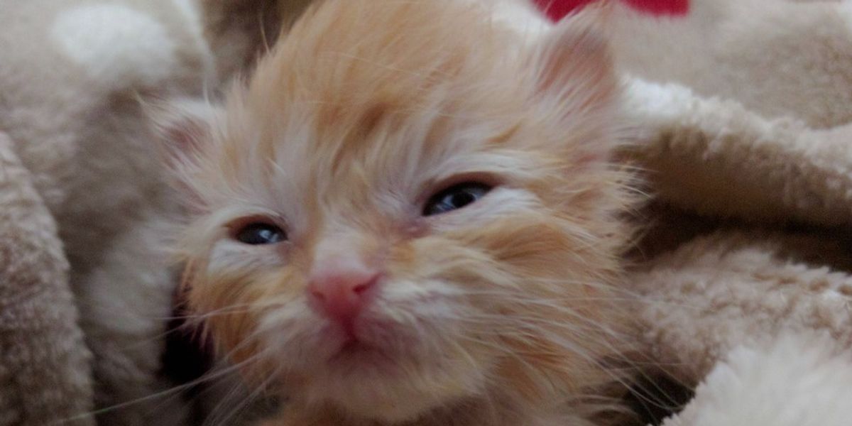 Kitten Goes from Weighing Almost Nothing to Now 5 Ounces! - Love Meow