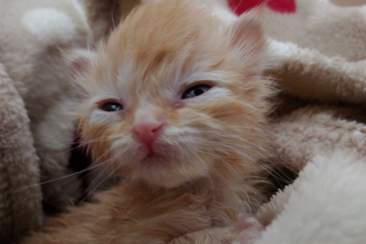 Kitten Goes from Weighing Almost Nothing to Now 5 Ounces!