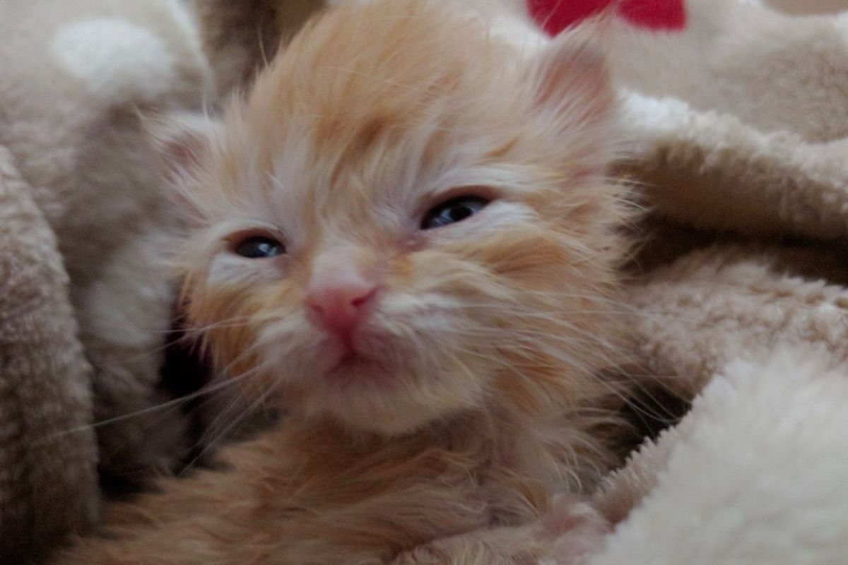 Kitten Goes from Weighing Almost Nothing to Now 5 Ounces! - Love Meow