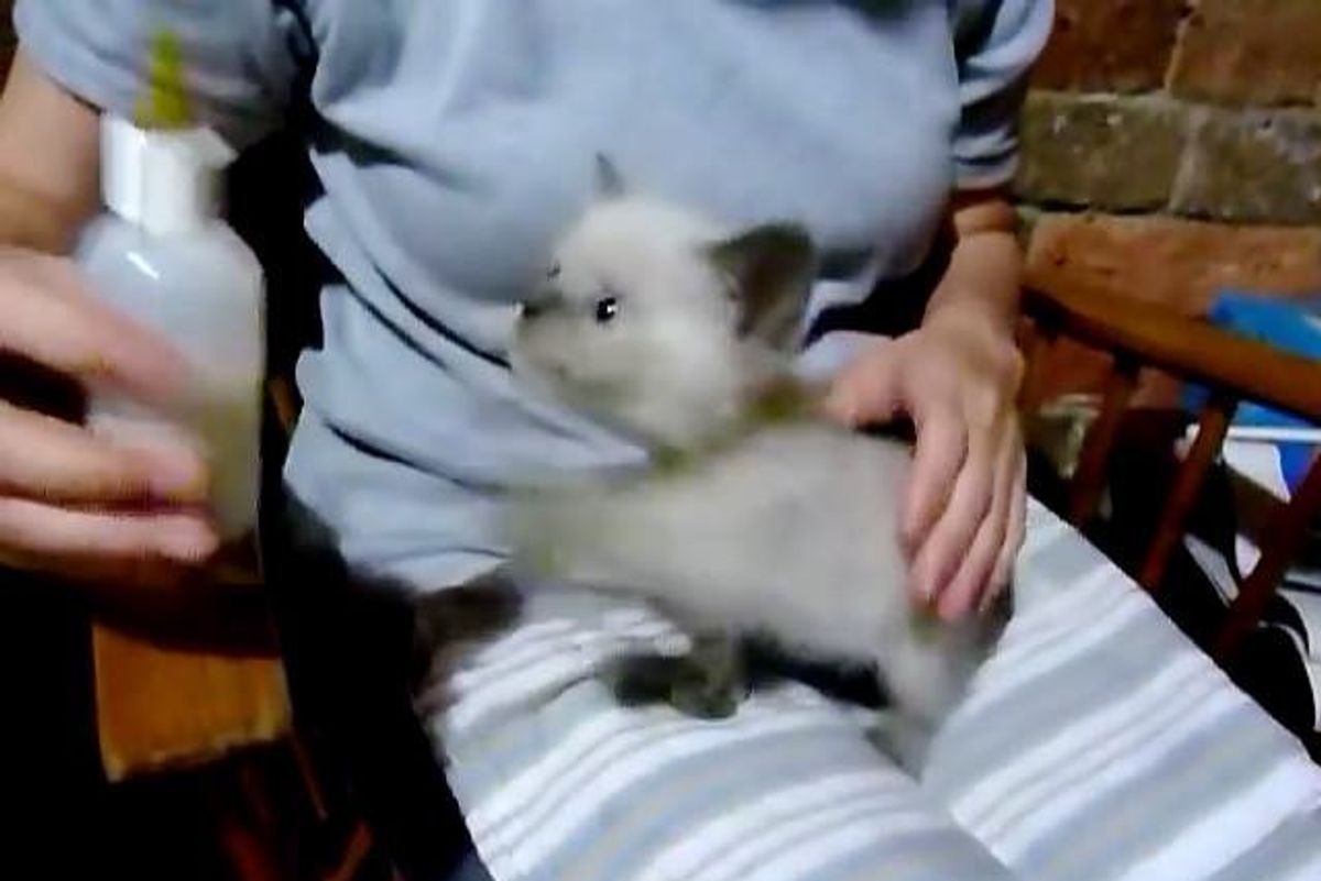 Tiny Kitten Meows Like a Baby Goat When Asking for her Bottle!