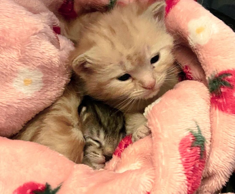 kittens snuggles blanket