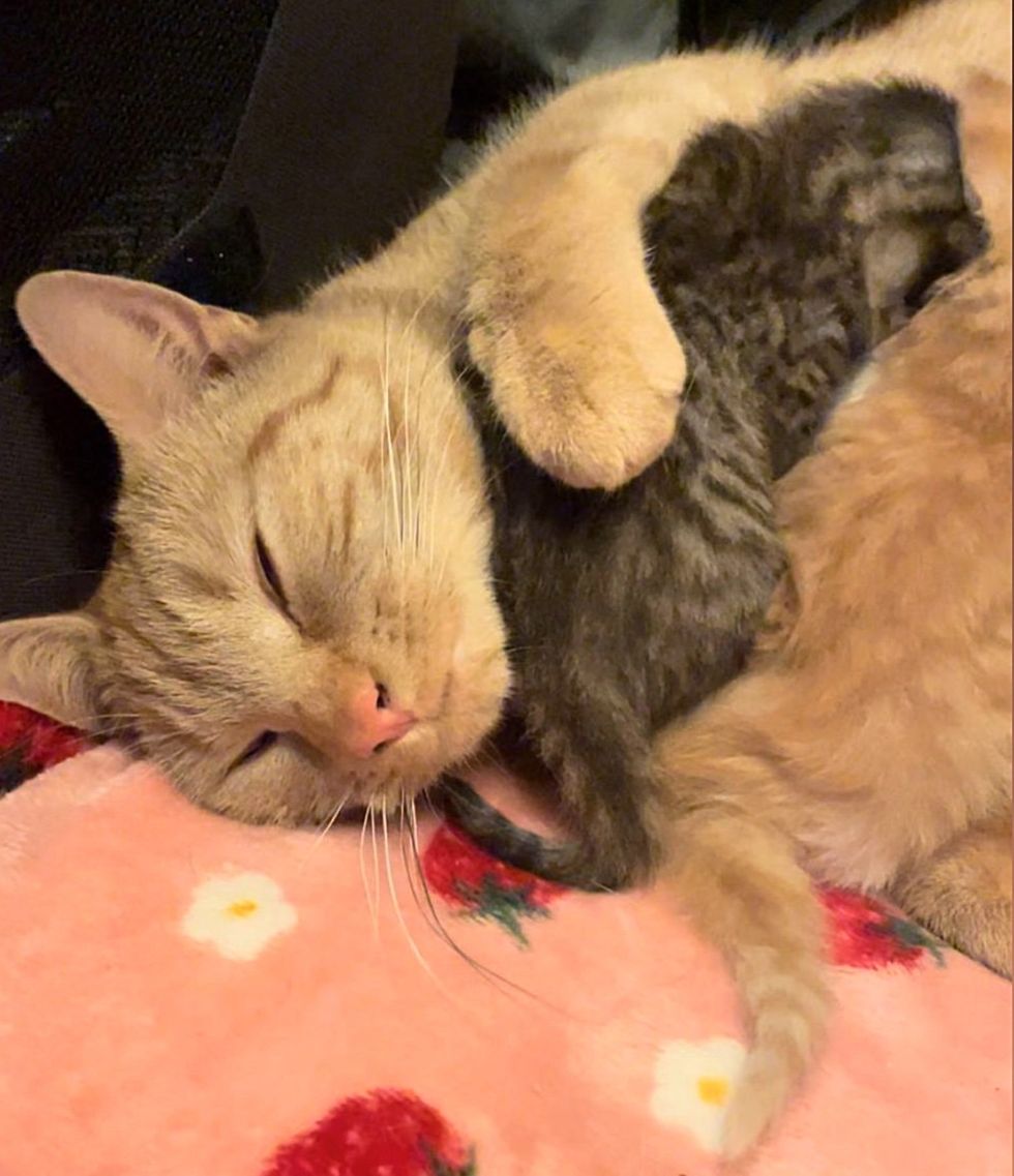 cat snuggles kitten sleeping