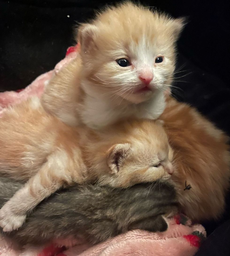 snuggly kittens pile