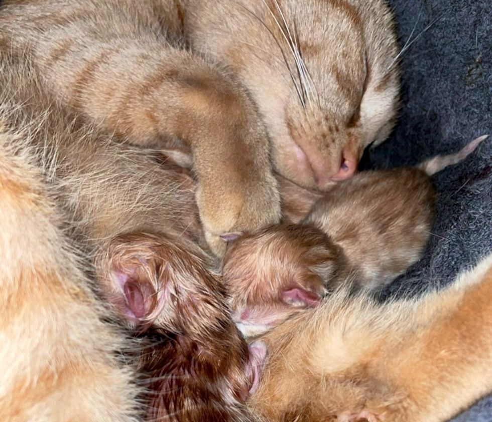 cat newborn kittens