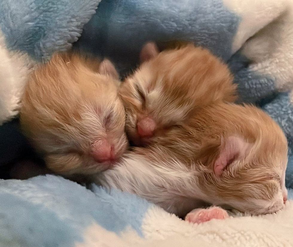 newborn kittens snuggles