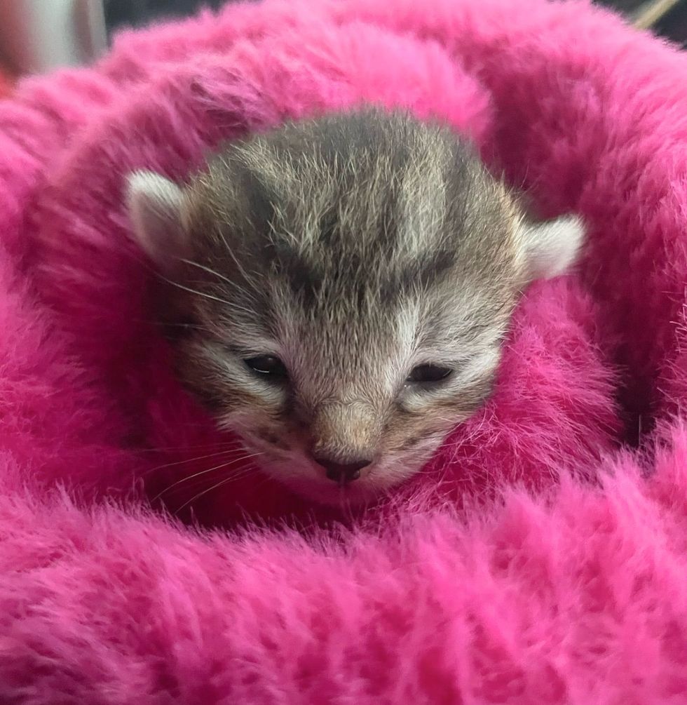 tiny kitten burrito