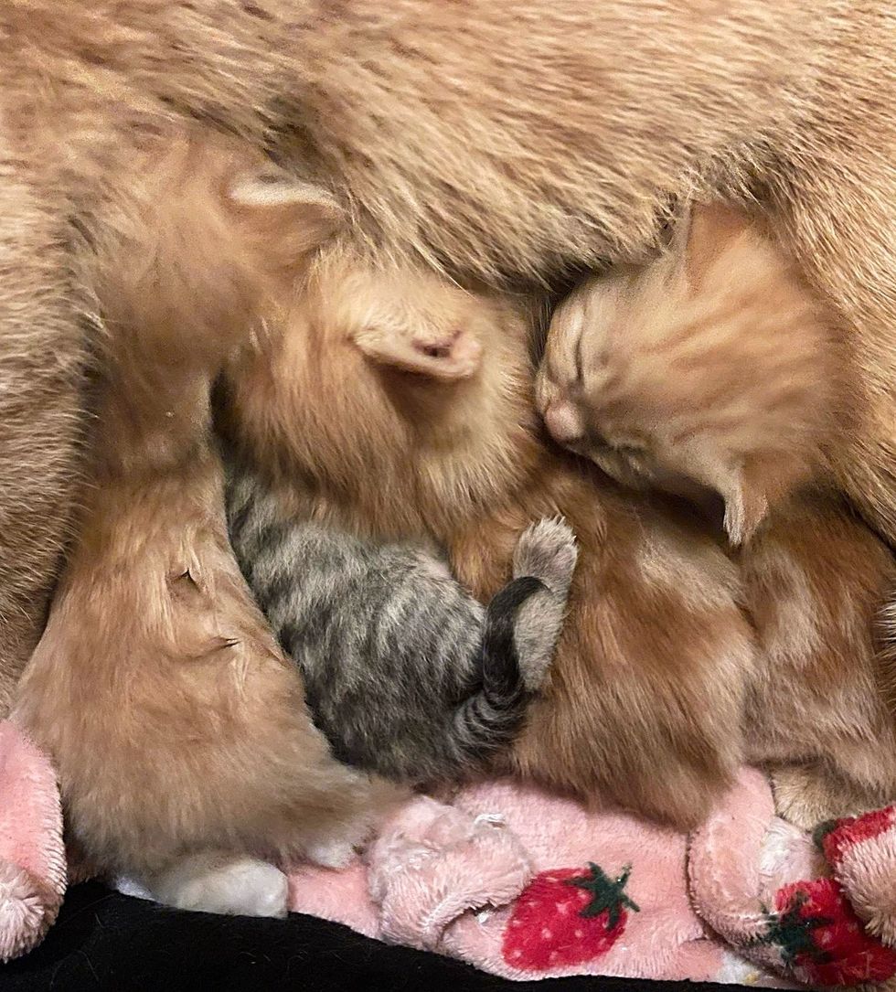 kittens nursing happy