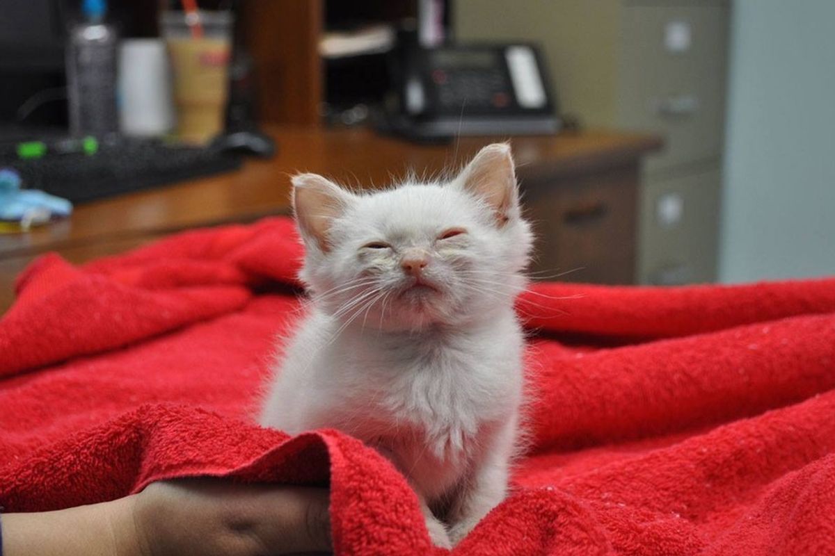 Tiny Kitten Rescued Off the Street, Feels Love for the First Time, The Difference in 2 Months