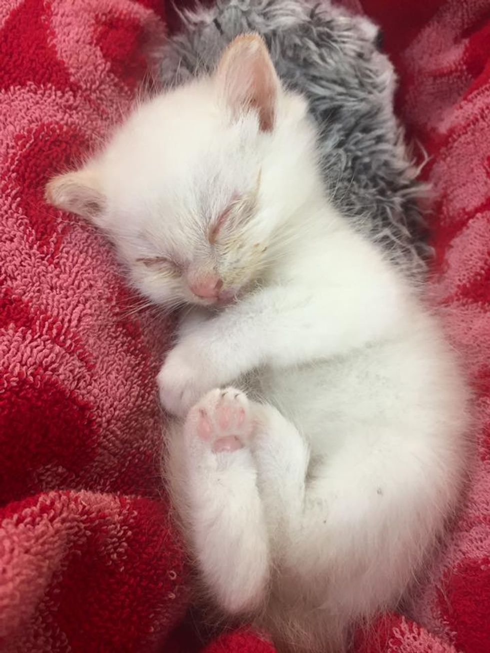 Tiny Kitten Rescued Off The Street Feels Love For The First Time The Difference In 2 Months