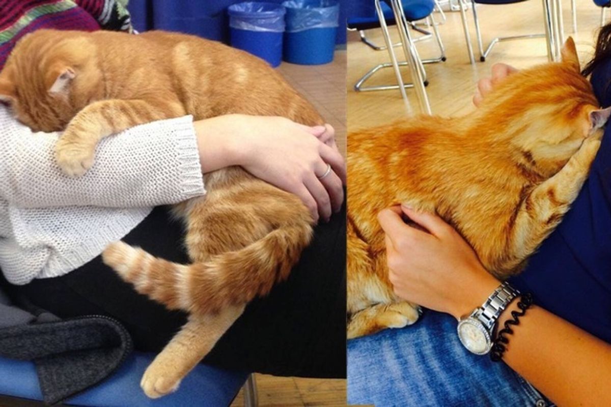 Cat Comes to School Every Day So He Can Rescue Students with Cuddles.. (with Updates)