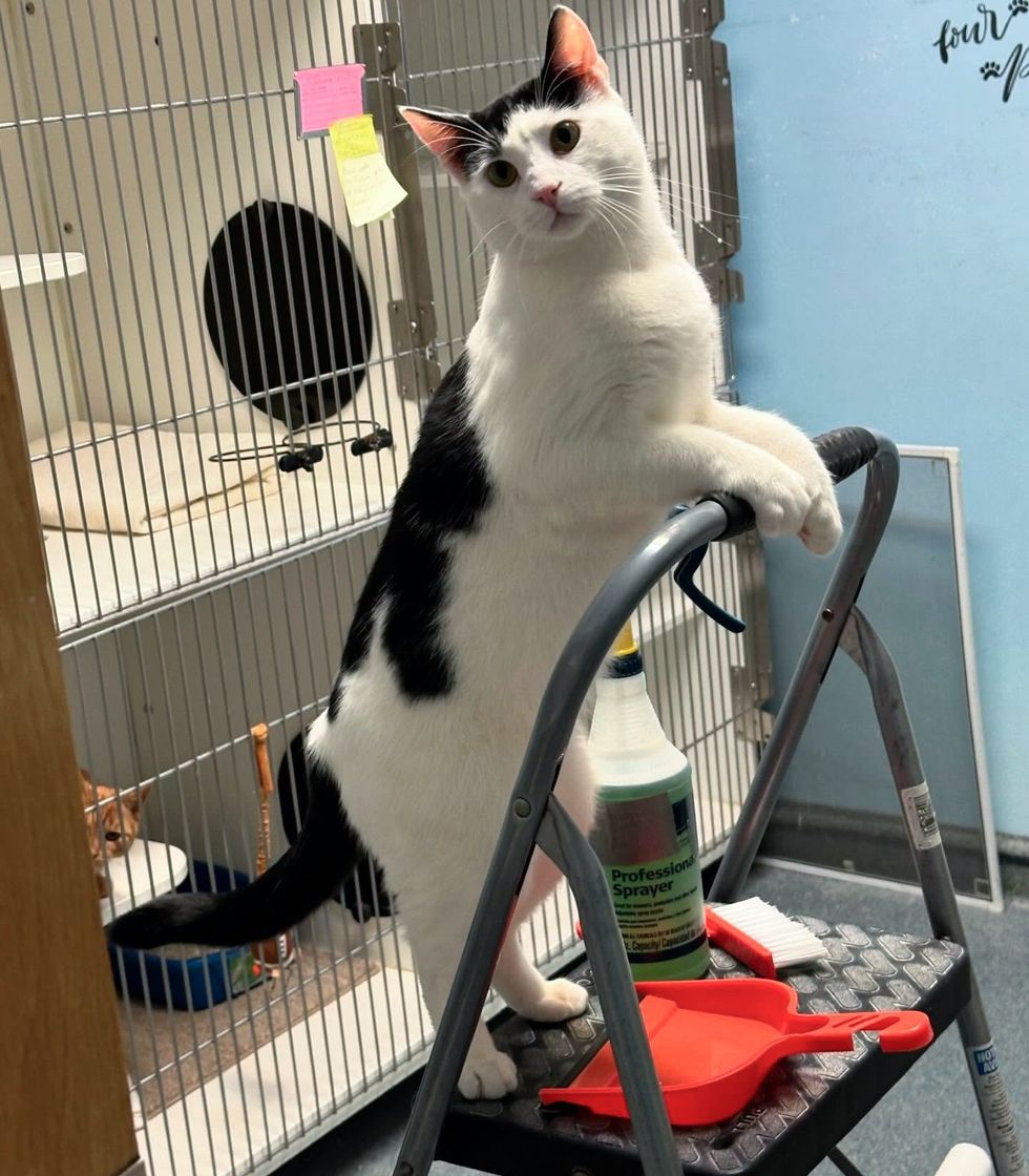 shelter cat helping chores