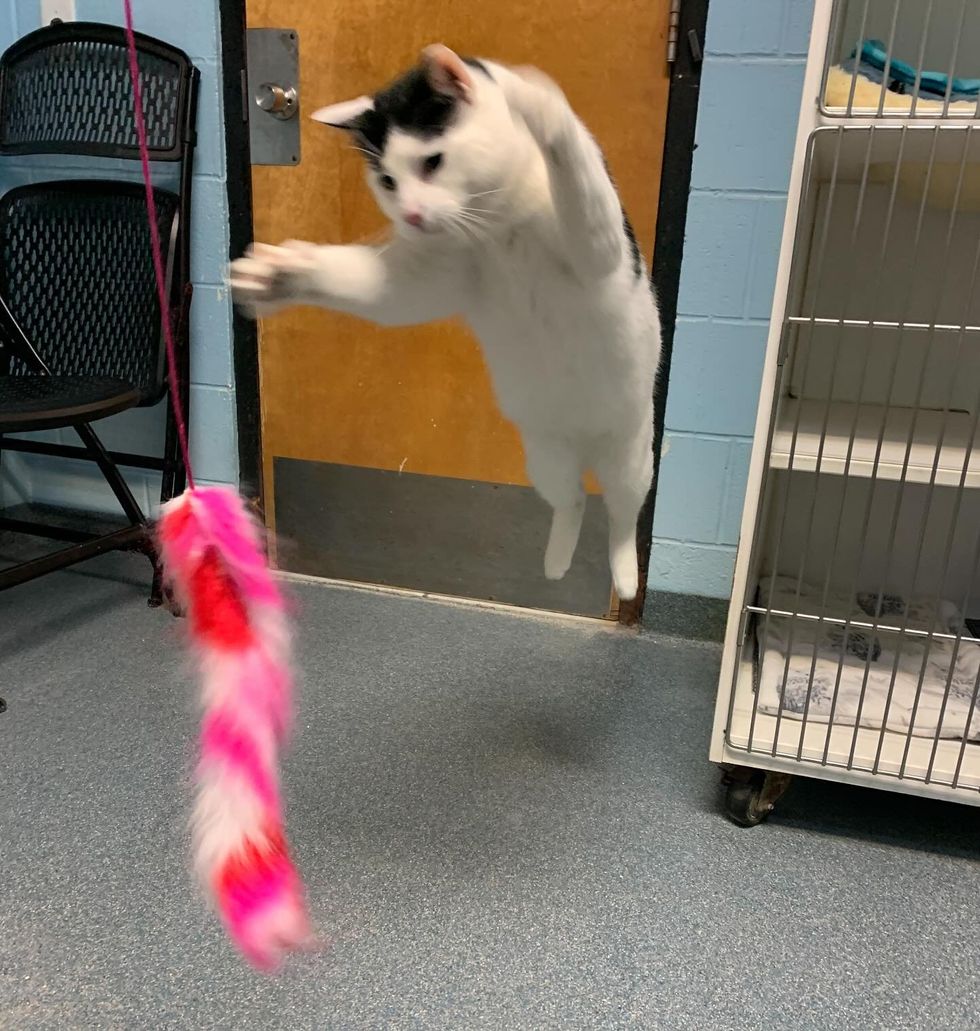 shelter cat hops jumps