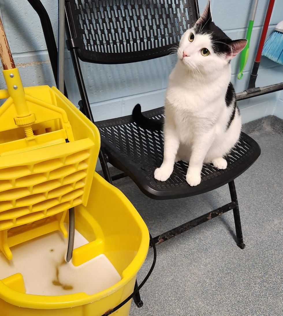 shelter cat helping chores