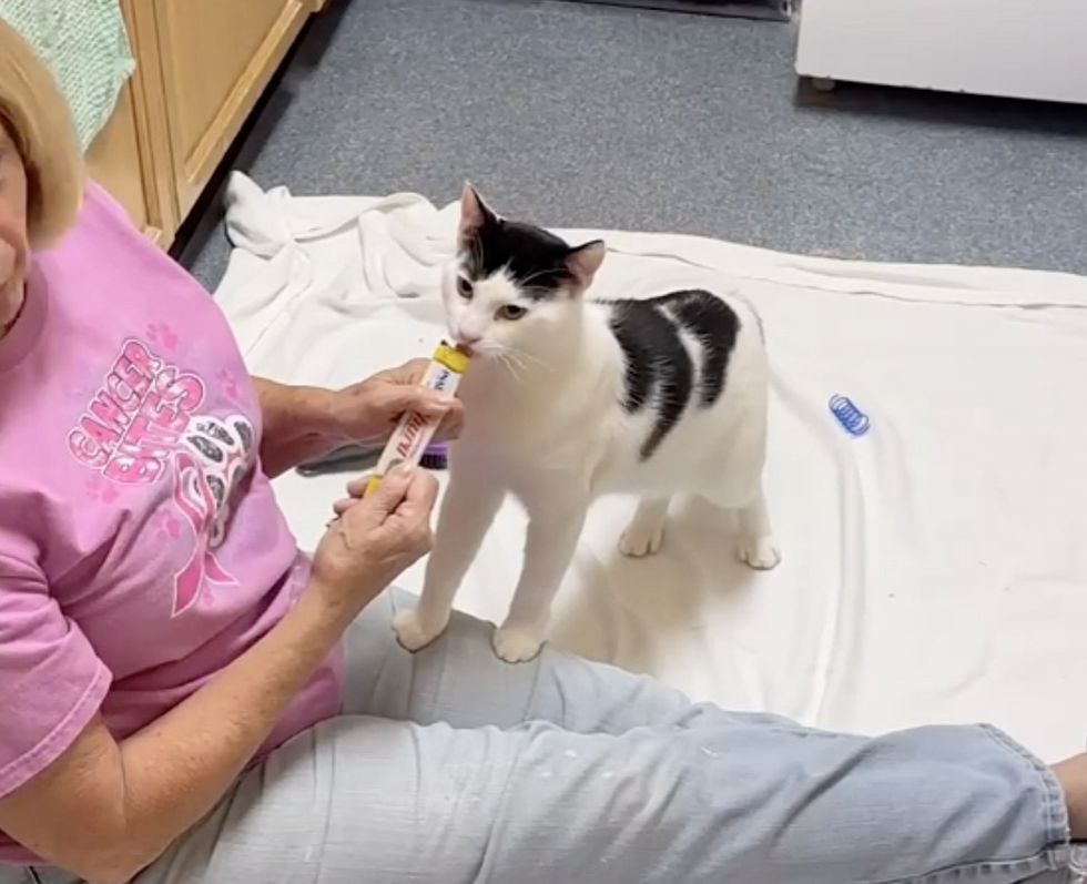 shelter cat treats