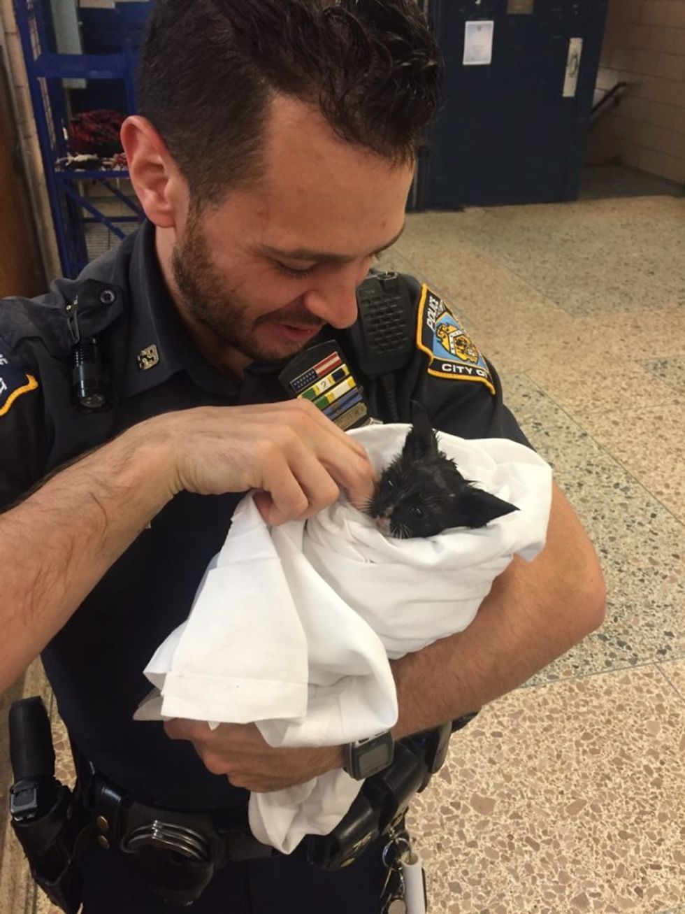 Stray Kitten Gets Some MuchNeeded TLC After Being Saved by Officer