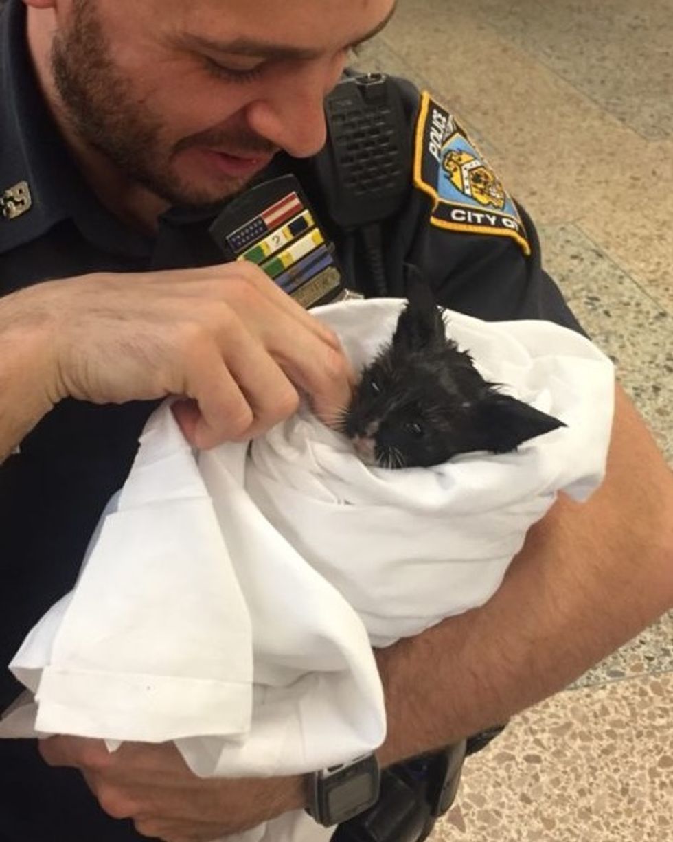 Stray Kitten Gets Some MuchNeeded TLC After Being Saved by Officer
