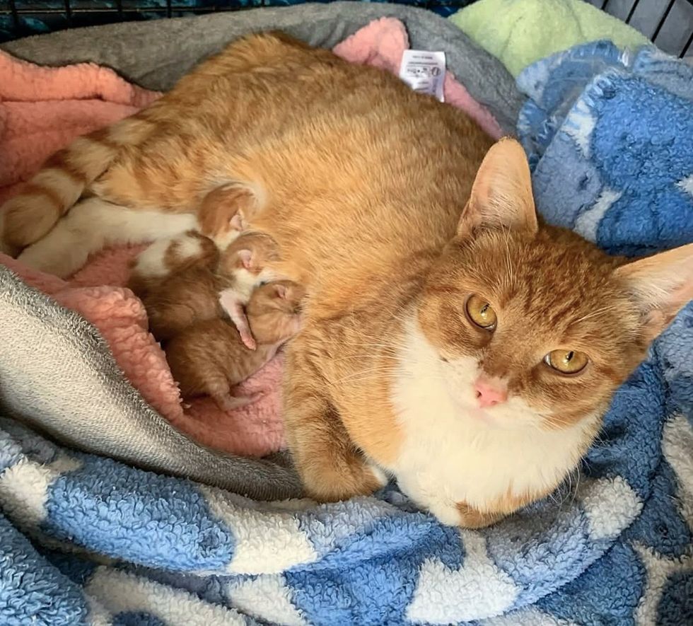 cat kittens nursing