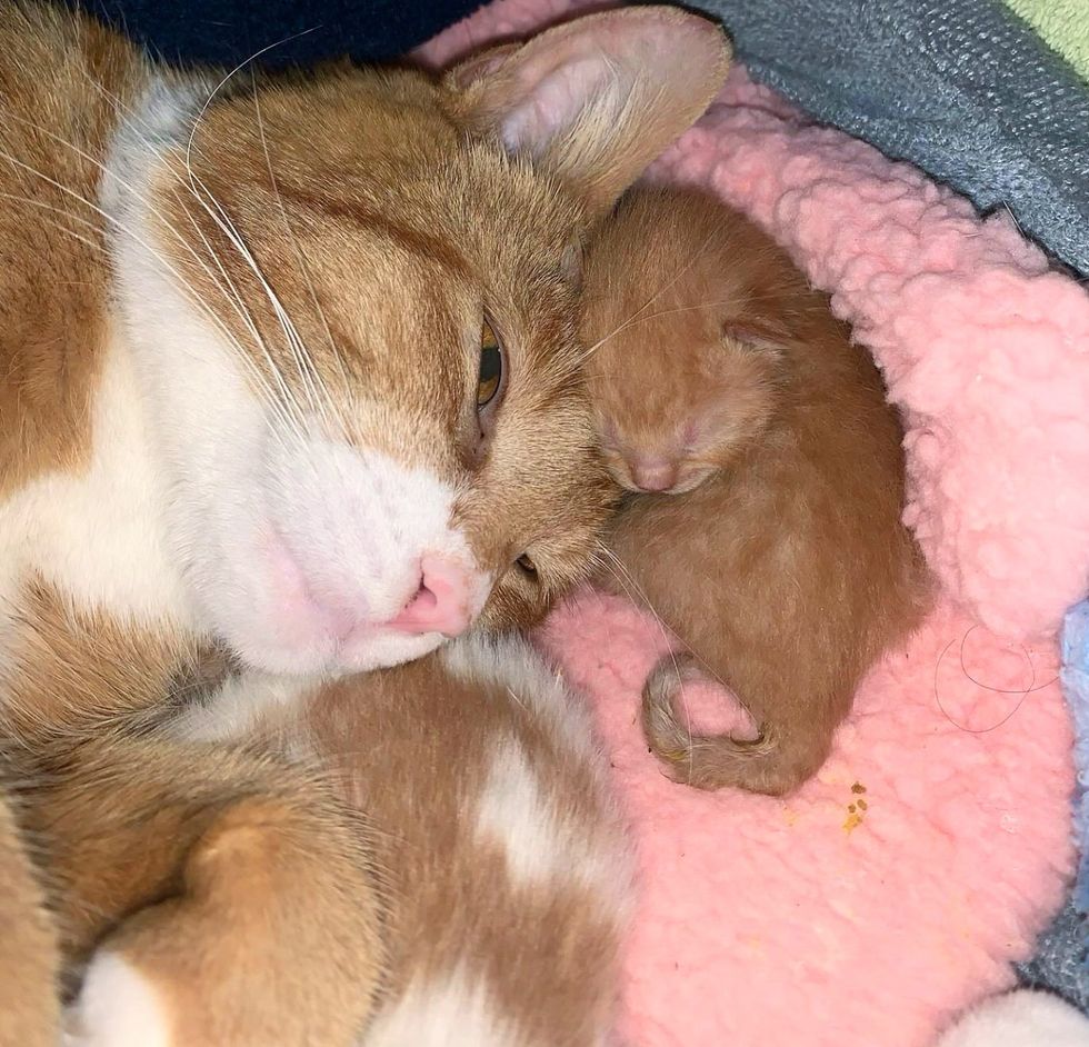 cat mom newborn kitten