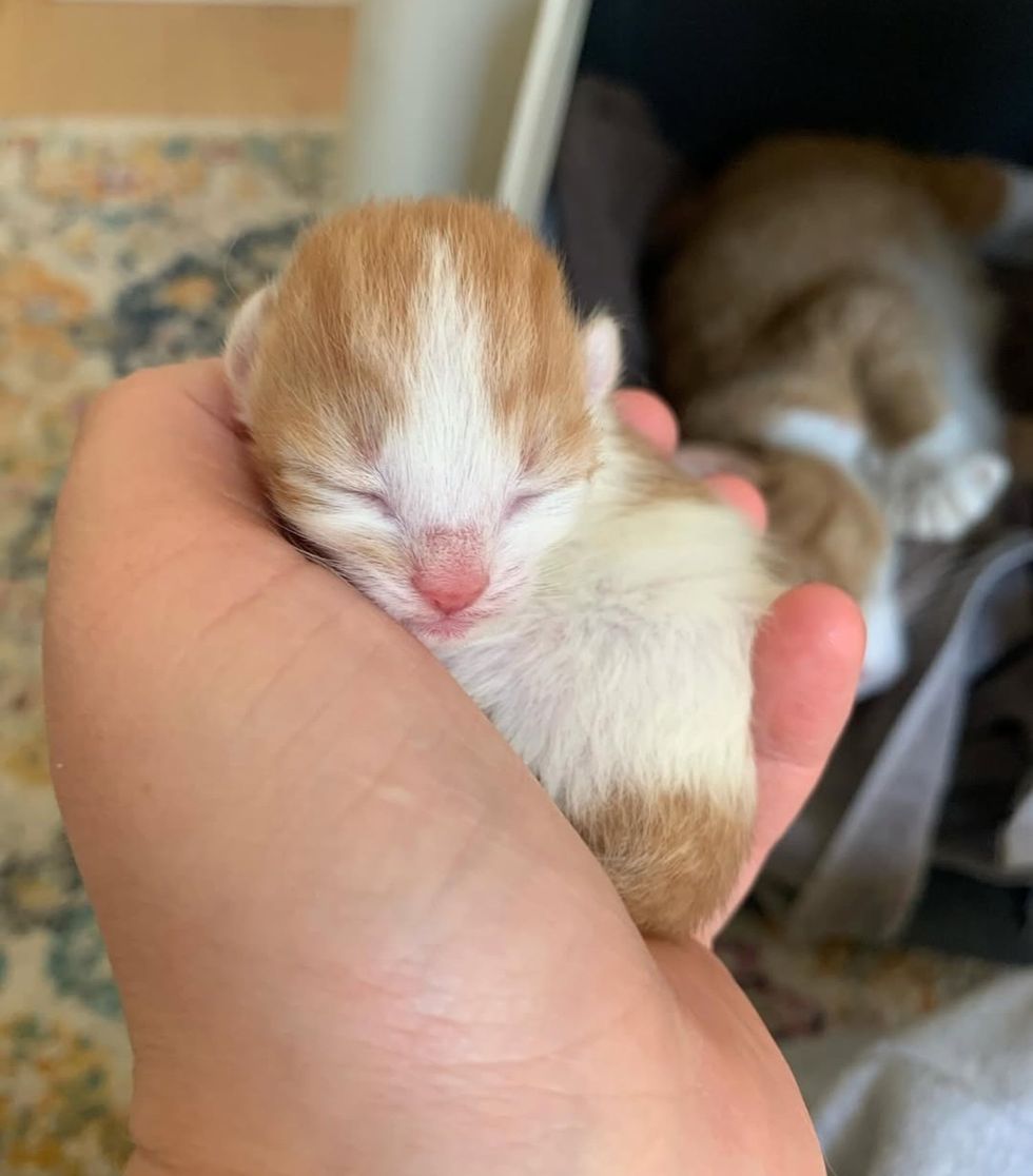 newborn kittens