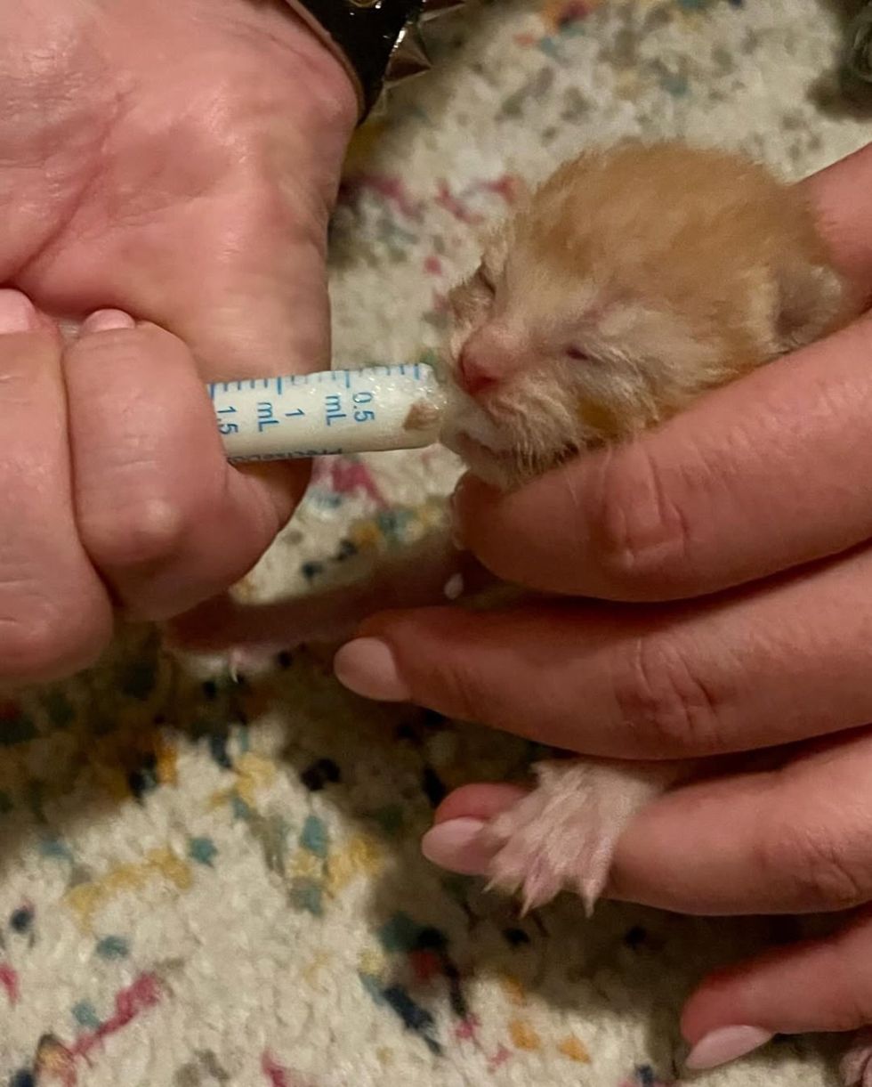 tiny kitten feeding