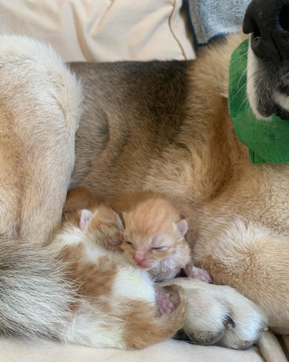 kittens snuggling dog