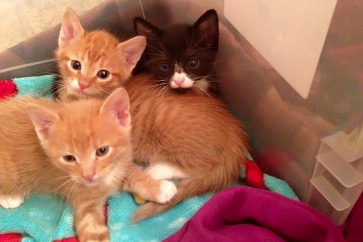 3 Stray Brothers Make Vet Clinic Their Home and Start Caring for Patients