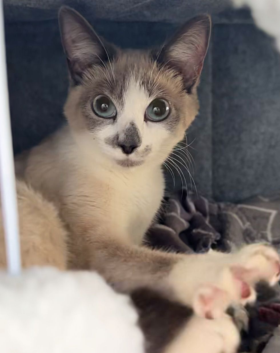 siamese cat stretching paw