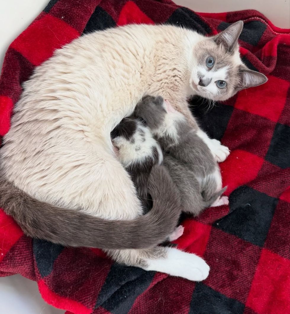 cat siamese nursing kittens