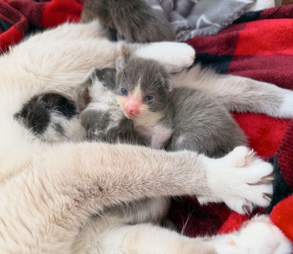 kittens snuggles paw