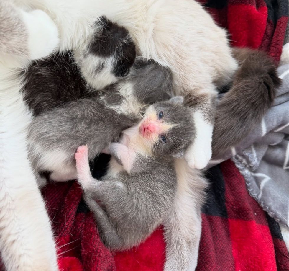 kittens snuggle cat