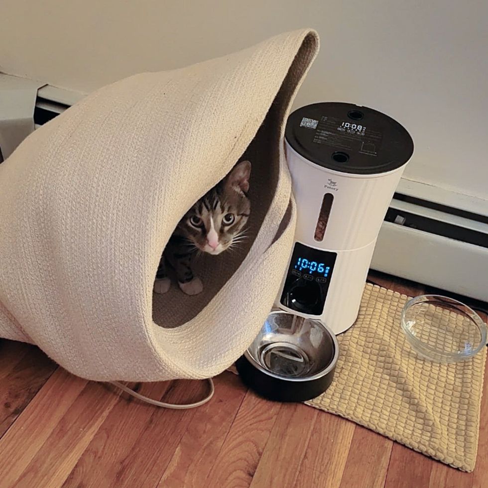 cat shy auto feeder