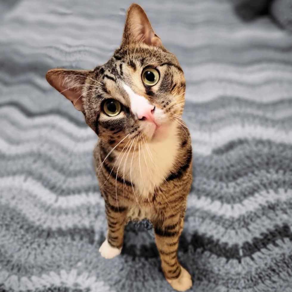 Cat Always Runs for His Life Until They Take Him Inside, He Can Finally Be Himself and Do What He Loves Most Cat Always Runs for His Life Until They Take Him Inside, He Can Finally Be Himself and Do What He Loves Most
