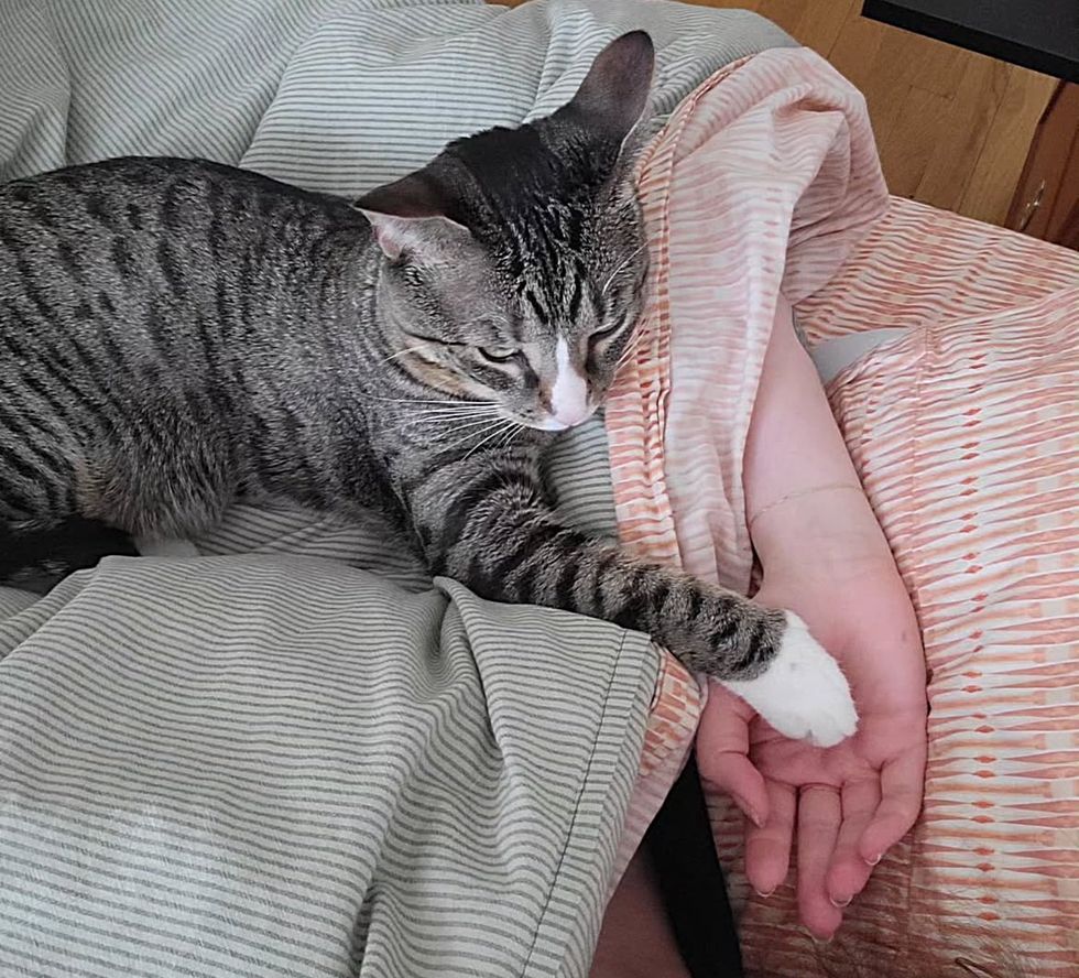 tabby cat holding hands