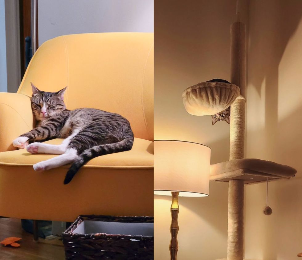 tabby cat couch tree