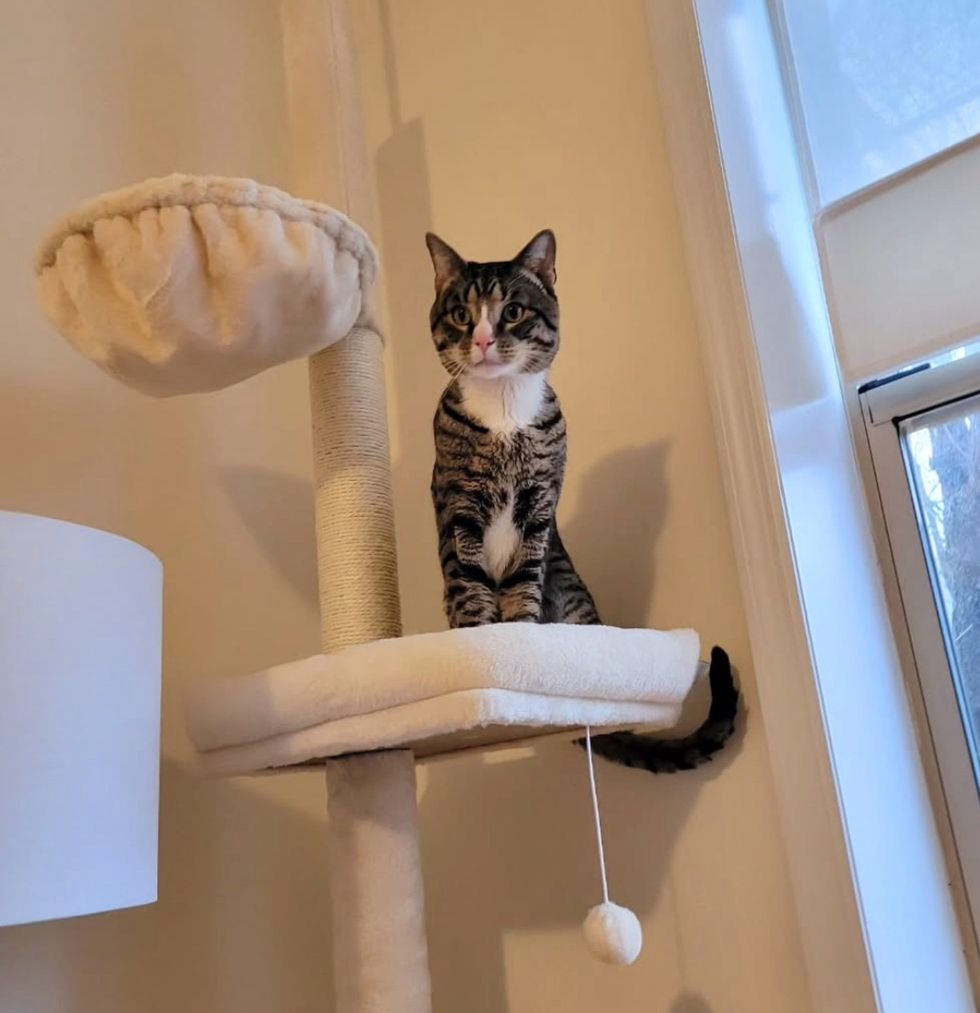 tabby cat tree