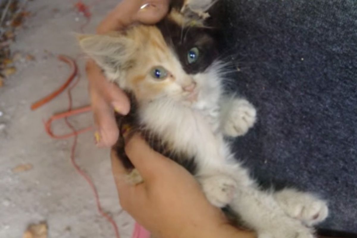 Kitten Shows Her Rescuer Just How Much She Wants to Live When They Pet Her
