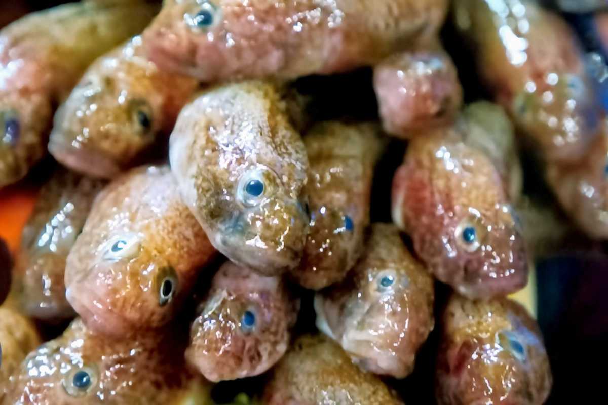 Piccolo, sfuggente ma va con tutto. Pure Marziale restò incantato dal gò