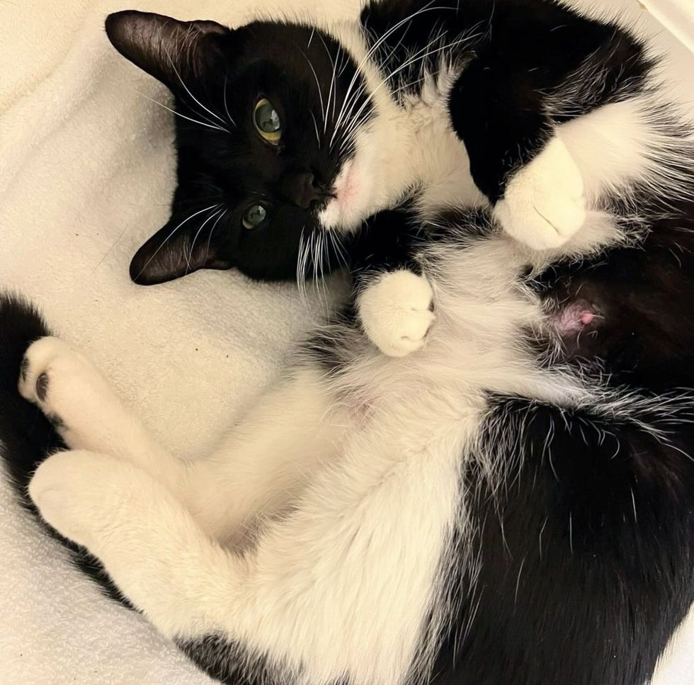 Woman Thought She was Caring for Male Cat with Nowhere to Go, Only to Discover Kittens with the Cat One Day Woman Thought She was Caring for Male Cat with Nowhere to Go, Only to Discover Kittens with the Cat One Day