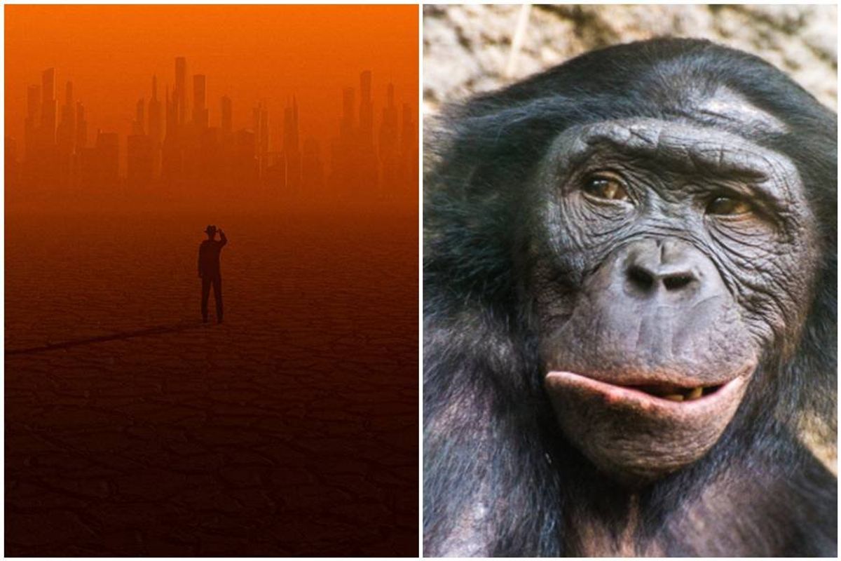 chimps, end of earth, end of humans, human extinction, chimpanzees, funny chimpanzee