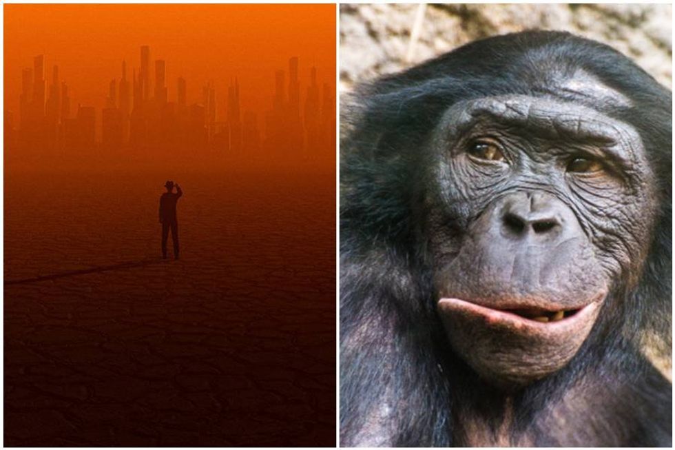 Sorry, chimps. Oxford professor says octopuses will rule Earth after humans.