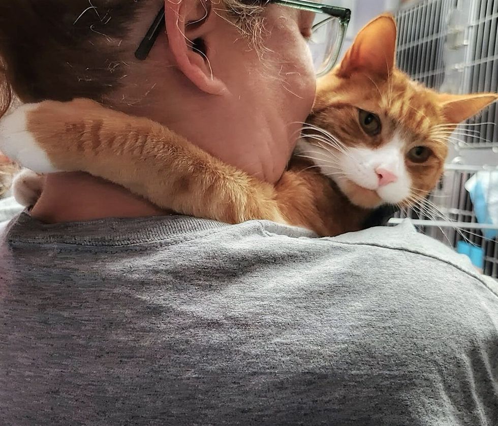 shelter cat hug