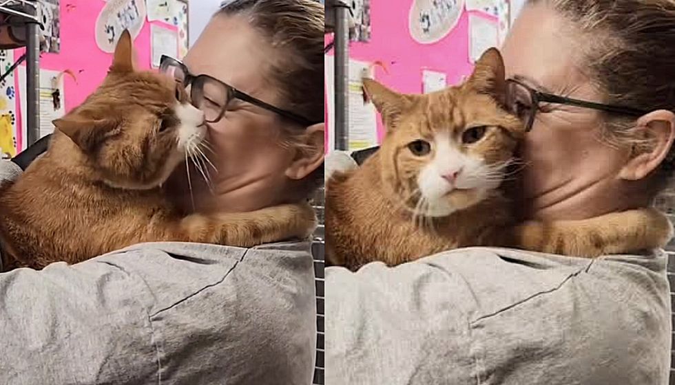 shelter cat hugs