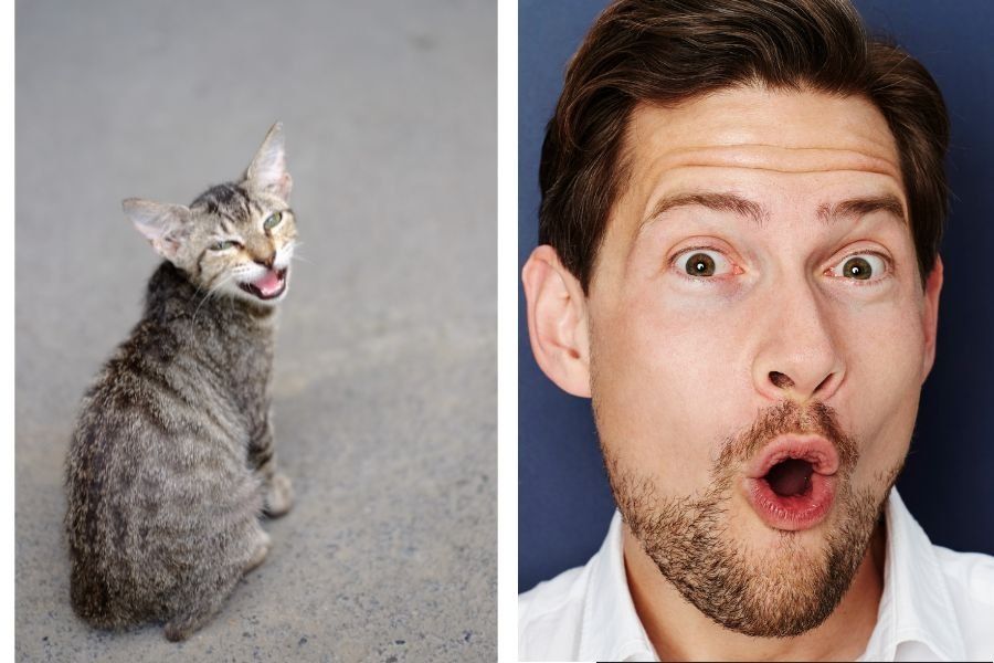 cats, kitten, stray kitten, kitten adoption, cat distribution system, foster cat, cat rescue