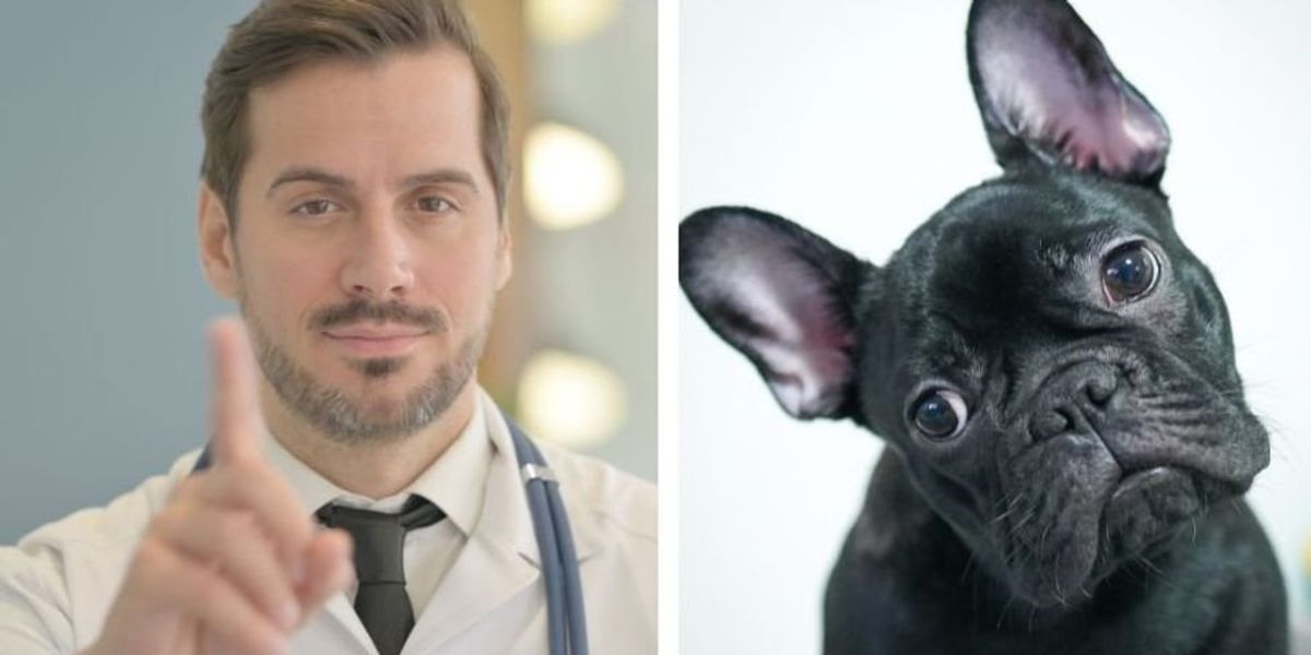 Veterinarian lists 6 things pet owners do that 'give him the ick.' Pet parents, take note.