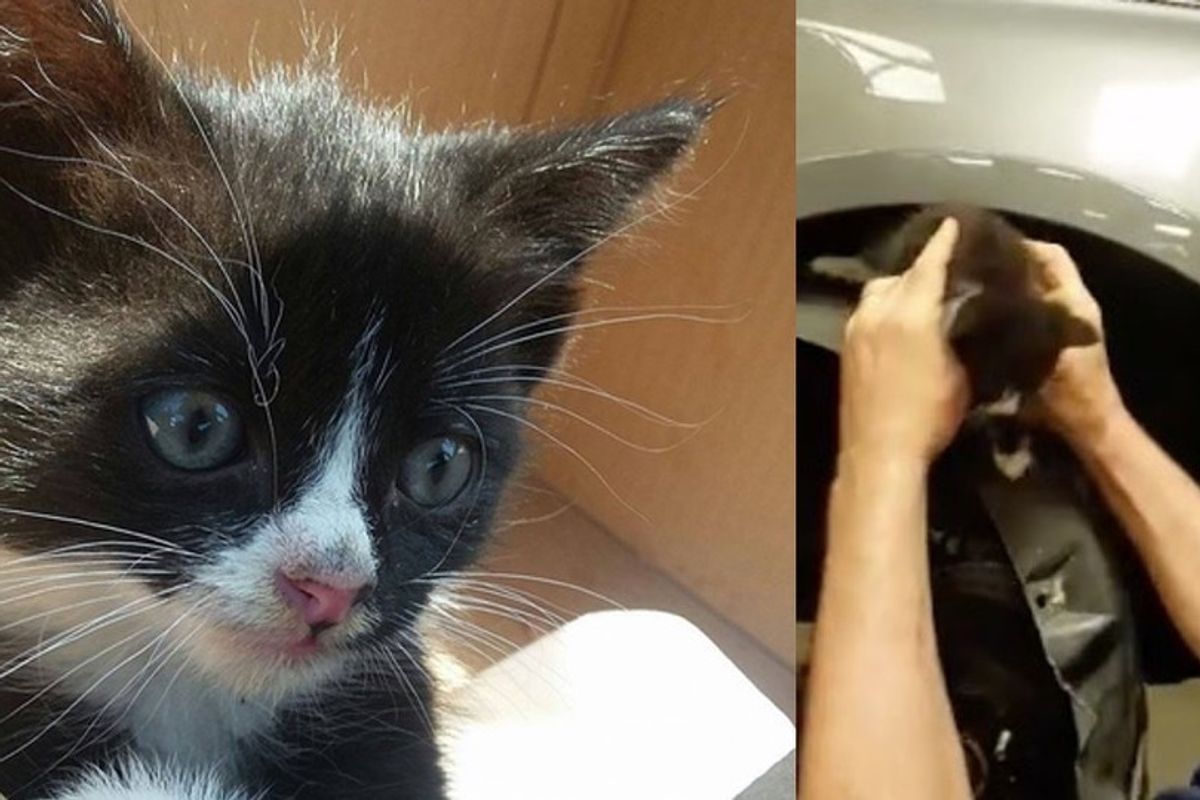 Kitten Saved by Mechanics, One of Them Couldn't Say No
