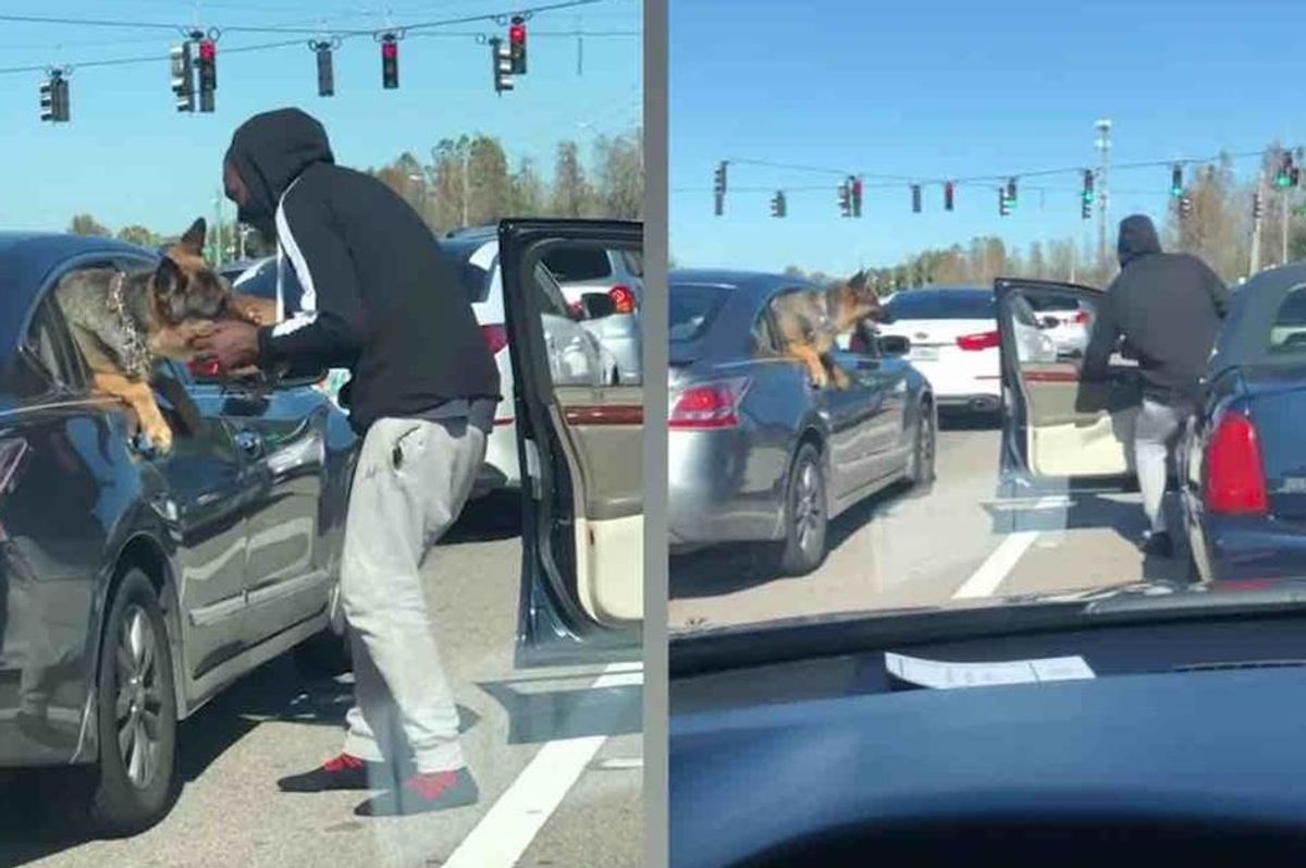 puppy, german shepard, dogs, stop lights, cute videos, fun dog videos