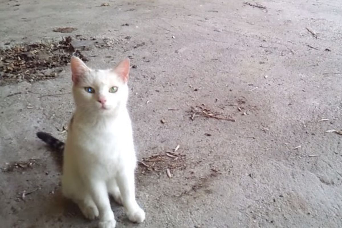 Minki the Cat Stray No More! This Will Touch Your Heart!