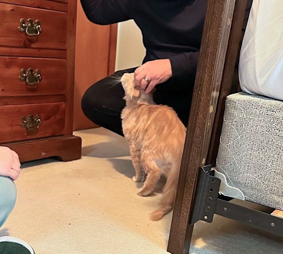 Cat che chiede all'attenzione animali domestici