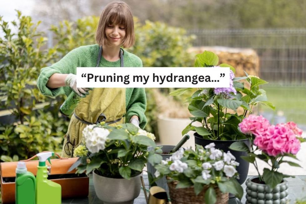 hydrangea, gardening, pruning, R.E.M., fun songs